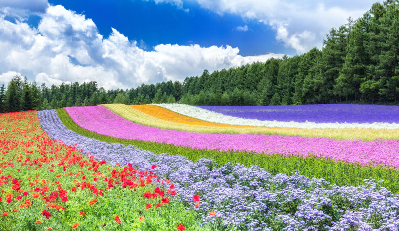 富良野地域の風景2